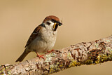 Image. Eurasian Tree Sparrow