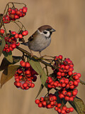 Image. Eurasian Tree Sparrow