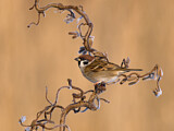 Image. Eurasian Tree Sparrow