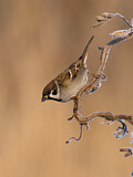 Image. Eurasian Tree Sparrow