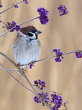 Image. Eurasian Tree Sparrow