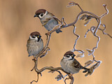 Image. Eurasian Tree Sparrow