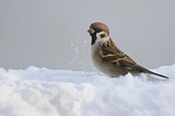 Image. Eurasian Tree Sparrow