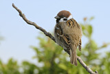 Image. Eurasian Tree Sparrow