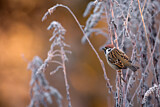 Image. Eurasian Tree Sparrow