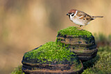Image. Eurasian Tree Sparrow