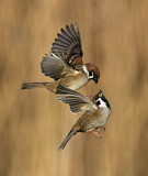 Image. Eurasian Tree Sparrow