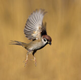 Image. Eurasian Tree Sparrow