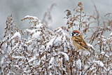 Image. Eurasian Tree Sparrow
