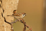 Image. Eurasian Tree Sparrow