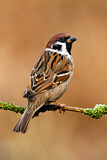 Image. Eurasian Tree Sparrow