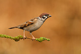 Image. Eurasian Tree Sparrow
