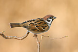 Image. Eurasian Tree Sparrow