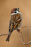 Image. Eurasian Tree Sparrow