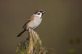 Image. Eurasian Tree Sparrow