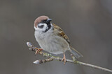 Image. Eurasian Tree Sparrow