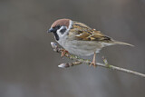 Image. Eurasian Tree Sparrow