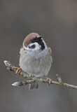 Image. Eurasian Tree Sparrow