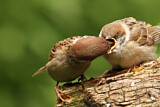 Image. Eurasian Tree Sparrow