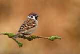 Image. Eurasian Tree Sparrow