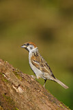 Image. Eurasian Tree Sparrow