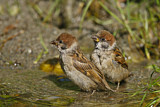 Image. Eurasian Tree Sparrow