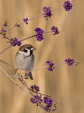 Image. Eurasian Tree Sparrow