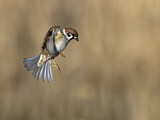 Image. Eurasian Tree Sparrow