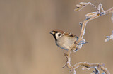 Image. Eurasian Tree Sparrow