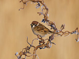 Image. Eurasian Tree Sparrow