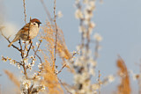 Image. Eurasian Tree Sparrow