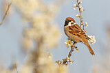 Image. Eurasian Tree Sparrow