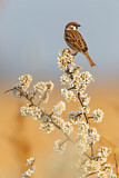 Image. Eurasian Tree Sparrow