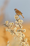 Image. Eurasian Tree Sparrow