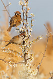 Image. Eurasian Tree Sparrow