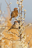 Image. Eurasian Tree Sparrow