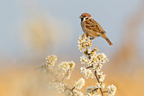 Image. Eurasian Tree Sparrow