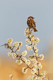Image. Eurasian Tree Sparrow