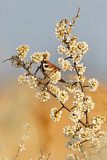 Image. Eurasian Tree Sparrow