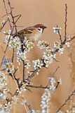 Image. Eurasian Tree Sparrow