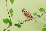 Image. Eurasian Tree Sparrow