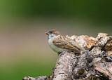 Image. Eurasian Tree Sparrow