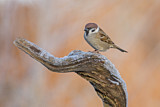 Image. Eurasian Tree Sparrow