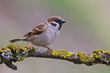 Image. Eurasian Tree Sparrow