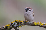 Image. Eurasian Tree Sparrow