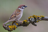 Image. Eurasian Tree Sparrow