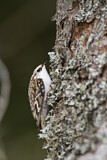 Image. Eurasian Treecreeper