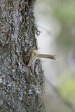 Image. Eurasian Treecreeper