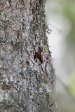 Image. Eurasian Treecreeper