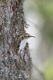 Image. Eurasian Treecreeper